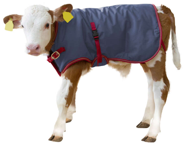 KERBL Kälberdecke ThermoPlus
